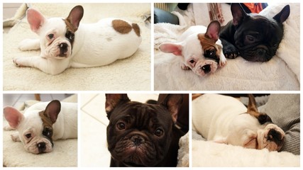 Fototapeta premium composition de bouledodues français