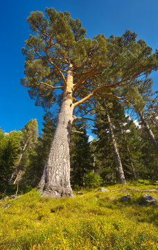 View up to the old pine tree with a massiv trunk in the forest, Pyrenees Occidentales, France