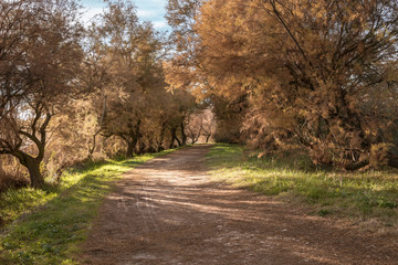 Fototapeta na wymiar Bosque de tarayes. Parque Nacional de las Tablas de Daimiel. Ciudad Real. España.