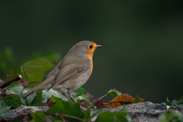 rouge-gorge