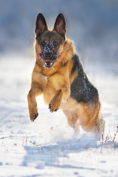 Shepherd dog run in snow field