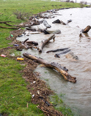 Flooded river driftwood