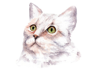 watercolor drawing of a cat with bright eyes