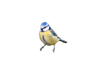 blue tit