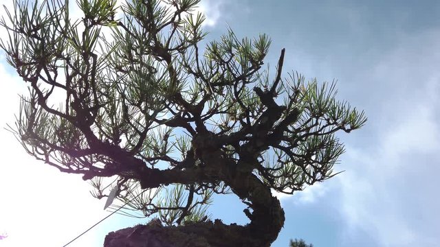 松の盆栽のシルエット