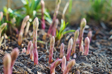 Young asparagus sprouts in the garden