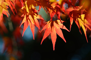 紅葉