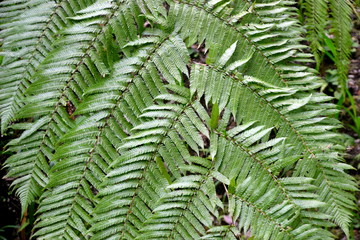 Terra Nostra botanical garden  at Furnas, Azores, Portugal