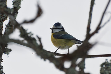 Fototapeta premium Eurasian blue tit looking left