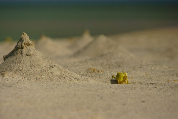 Crab on the beach. Oman