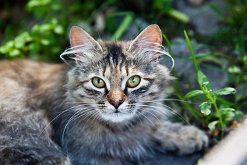 Gray striped furry cat in green grass