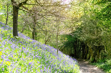 Footpath in the woods as bluebells grow in springtime, Kent, England