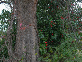 berries and the trunk of a tree