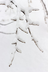 Winter forest. Snow on the branches of trees.