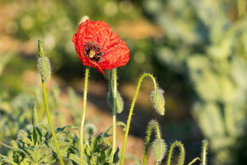 Red opium poppy in the bloom on the field in the spring, Papaver somniferum, Czech Republic