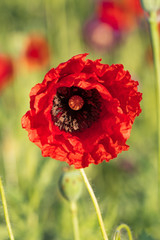 Red opium poppy in the bloom on the field in the spring, Papaver somniferum, Czech Republic