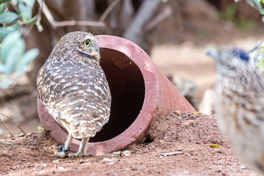 Burrowing Owl