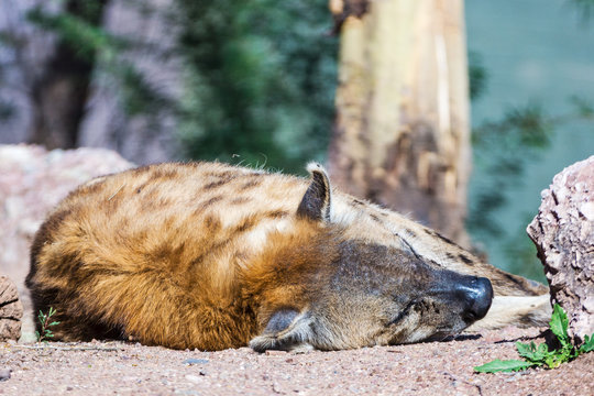Hyena (Hyaenidae)