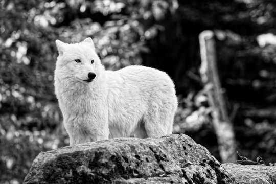 Loup