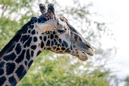Masai Giraffe