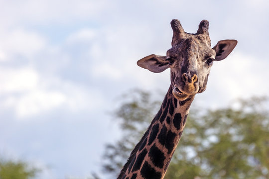 Mesai Giraffe