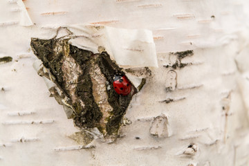 Ladybug crawling on the bark of birch