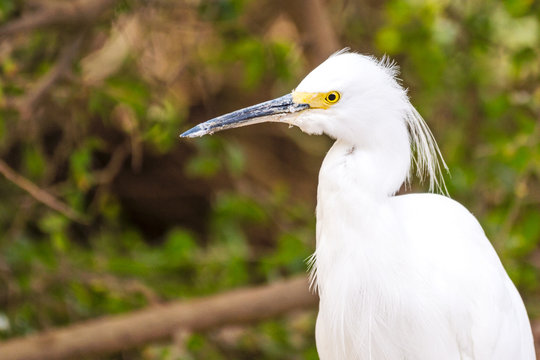 Snowy Egret