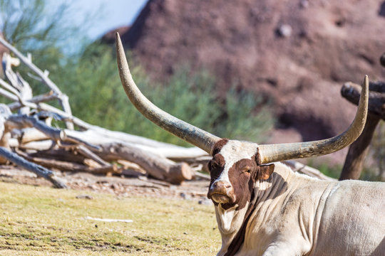 Watusi Bull