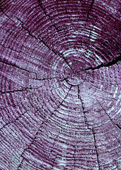 Fototapeta premium background of wooden plank texture wall with selected tone color. Abstract background of an old wooden wall with a bright texture. paint ultraviolet