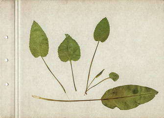 Vintage herbarium background on old paper. Composition of pressed and dried green leaves on a...