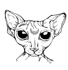 Black and white illustration of a drawing of a beauty bald cat.