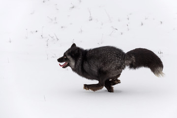 Silver Fox (Vulpes vulpes) Runs Left Full Out Winter