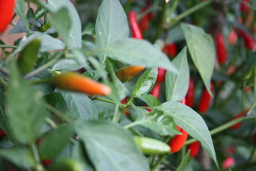 red and green chili chilli pepper plant in a garden