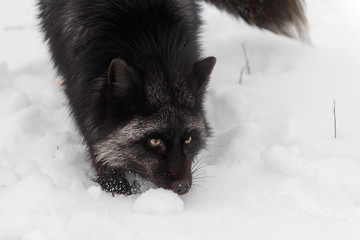 Silver Fox (Vulpes vulpes) Close Up with Tail Tip Winter