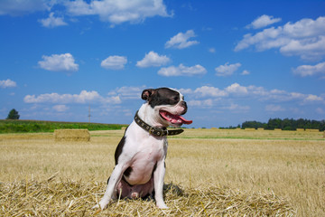 dog breed Boston Terrier in Sunny weather in the field in nature in the summer on straw