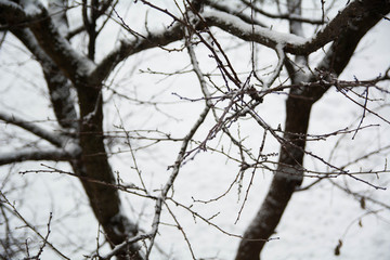 Fototapeta na wymiar tree winter branches in the snow