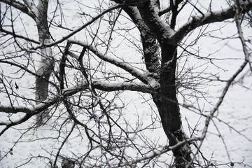tree winter branches in the snow
