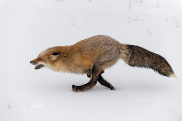 Red Fox (Vulpes vulpes) Runs Left Full Out Winter