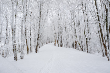 Snow-covered trees in the forest.
