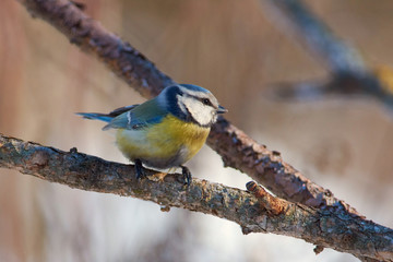 Blue tit sits on a larch branch in a winter forest park.