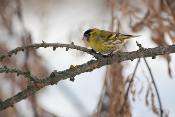 Siskin sits on a larch branch in a clearing in a spring forest park.