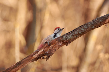 Middle spotted woodpecker hides behind a dry branch from a flying hawk.