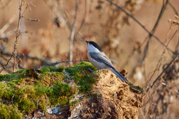Willow tit sits on a mossy log against the background of an autumn forest park.