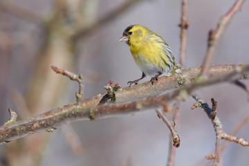 Siskin sits on a branch of a wild apple tree and putting forward a foot.