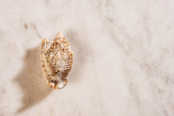 shell on white marble left aligned with copy space