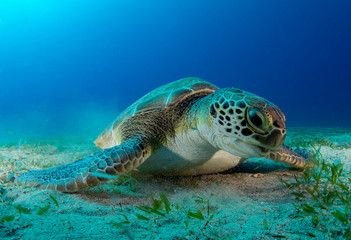 Green Sea turtle ( Chelonia mydas ) 
