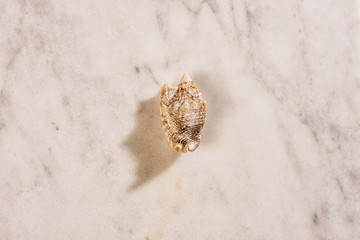 shell on white marble centered