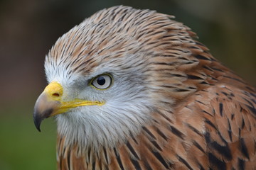 Bird of Prey
