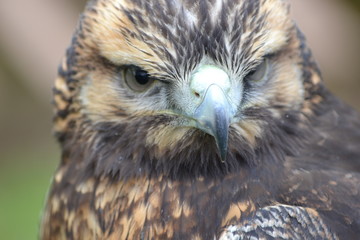 Bird of Prey