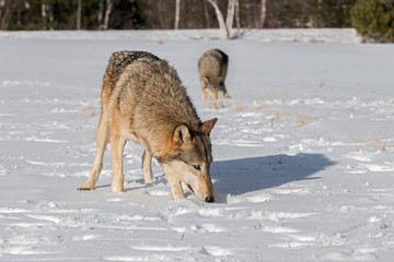 Grey Wolves (Canis lupus) Sniff in Field Winter